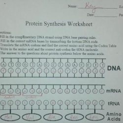 Worksheet proteins acids nucleic amino