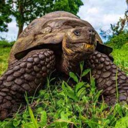 Tortoise galapagos giant