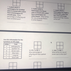 Independent practice punnett squares answers