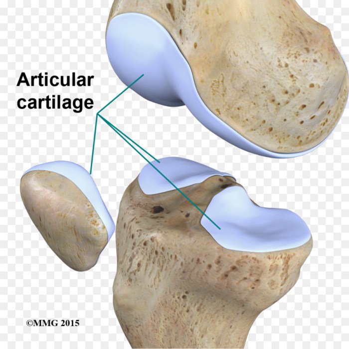 Articular cápsula