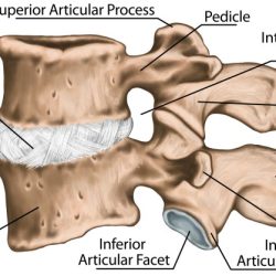 Capsula articular ligaments anca legamenti capsule hanche articulation articolazione cadera cápsula