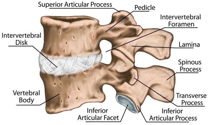 Capsula articular ligaments anca legamenti capsule hanche articulation articolazione cadera cápsula